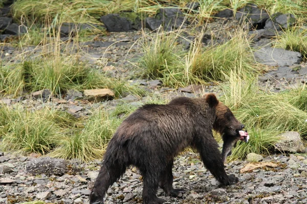 Osos en Alaska —  Fotos de Stock