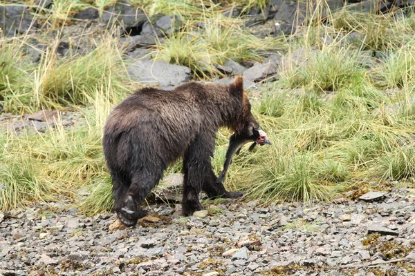 Bears in Alaska — Stock Photo, Image