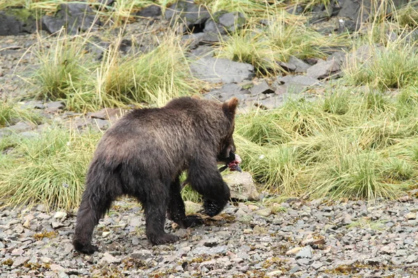 Orsi in alaska — Foto Stock