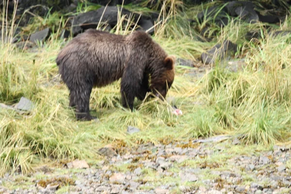 Osos en Alaska —  Fotos de Stock