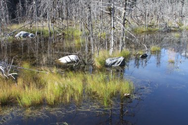 Mendenhall Buzulu; Juneau, Alaska
