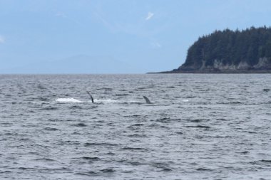 İçinde balina geçiş, Alaska içinde