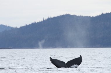 İçinde balina geçiş, Alaska içinde