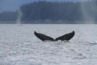 İçinde balina geçiş, Alaska içinde