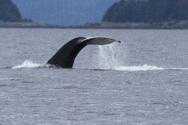 İçinde balina geçiş, Alaska içinde
