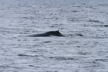 İçinde balina geçiş, Alaska içinde