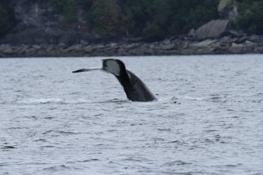İçinde balina geçiş, Alaska içinde