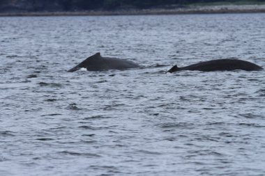 İçinde balina geçiş, Alaska içinde