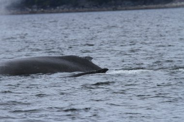 İçinde balina geçiş, Alaska içinde