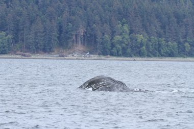 İçinde balina geçiş, Alaska içinde