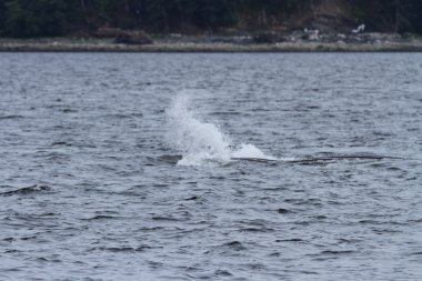 İçinde balina geçiş, Alaska içinde