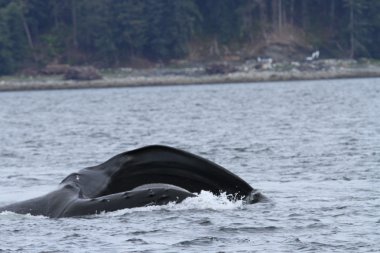 İçinde balina geçiş, Alaska içinde