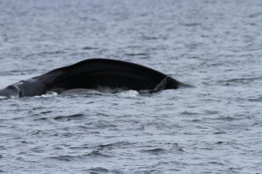 İçinde balina geçiş, Alaska içinde