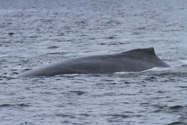 İçinde balina geçiş, Alaska içinde