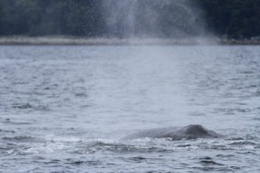 İçinde balina geçiş, Alaska içinde