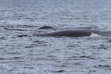 İçinde balina geçiş, Alaska içinde