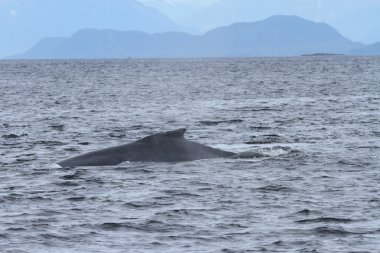 İçinde balina geçiş, Alaska içinde