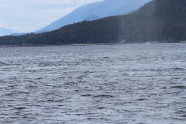 İçinde balina geçiş, Alaska içinde