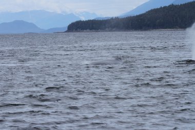 İçinde balina geçiş, Alaska içinde