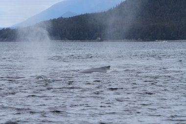 İçinde balina geçiş, Alaska içinde