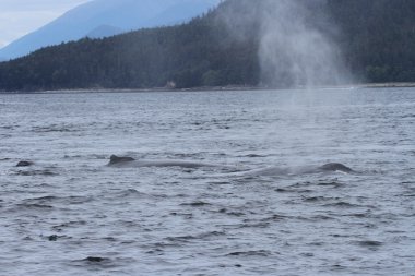 İçinde balina geçiş, Alaska içinde