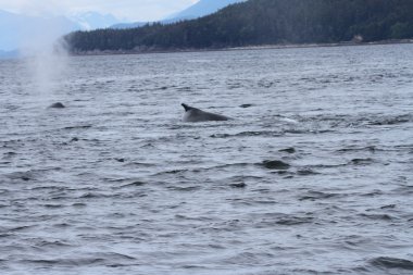 İçinde balina geçiş, Alaska içinde