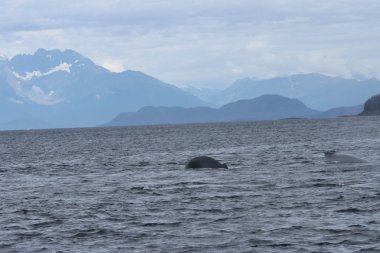 İçinde balina geçiş, Alaska içinde