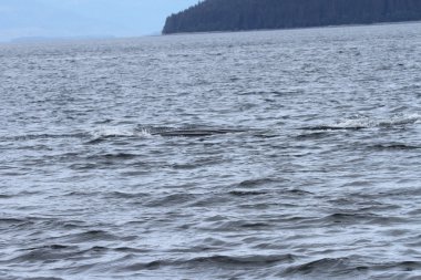 İçinde balina geçiş, Alaska içinde
