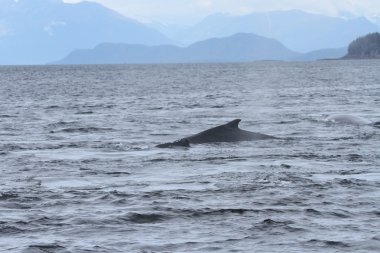 İçinde balina geçiş, Alaska içinde