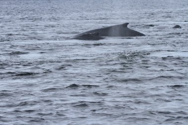 İçinde balina geçiş, Alaska içinde