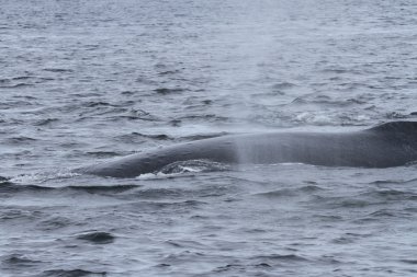 İçinde balina geçiş, Alaska içinde