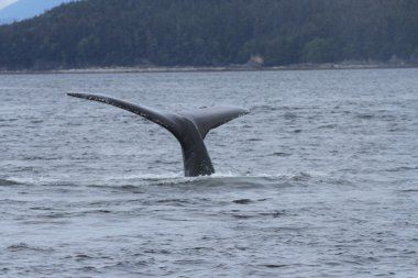 İçinde balina geçiş, Alaska içinde