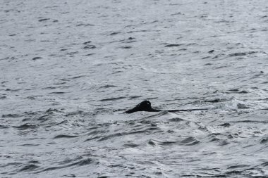 İçinde balina geçiş, Alaska içinde