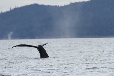 İçinde balina geçiş, Alaska içinde