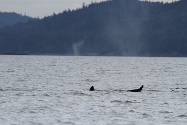 İçinde balina geçiş, Alaska içinde