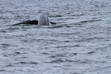 İçinde balina geçiş, Alaska içinde