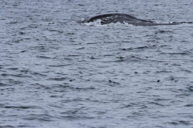 İçinde balina geçiş, Alaska içinde