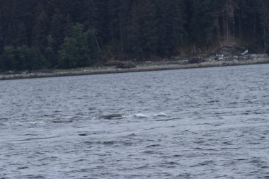 İçinde balina geçiş, Alaska içinde