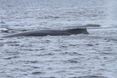 İçinde balina geçiş, Alaska içinde