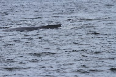 İçinde balina geçiş, Alaska içinde