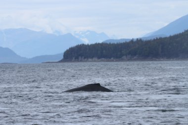 İçinde balina geçiş, Alaska içinde