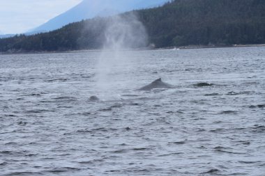 İçinde balina geçiş, Alaska içinde