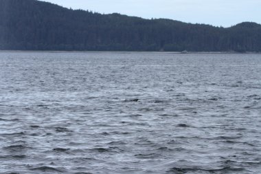 İçinde balina geçiş, Alaska içinde