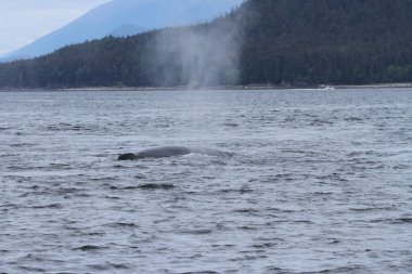 İçinde balina geçiş, Alaska içinde