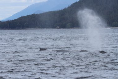 İçinde balina geçiş, Alaska içinde