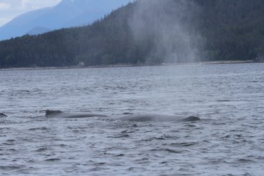 İçinde balina geçiş, Alaska içinde