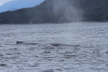 İçinde balina geçiş, Alaska içinde