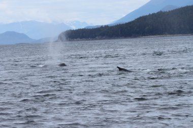 İçinde balina geçiş, Alaska içinde