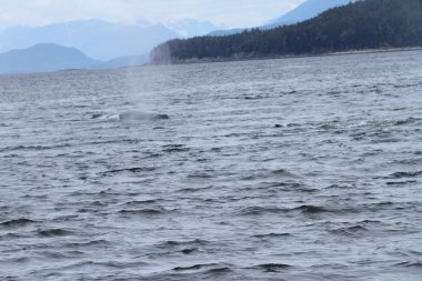 İçinde balina geçiş, Alaska içinde