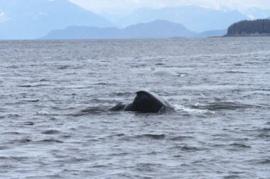 İçinde balina geçiş, Alaska içinde